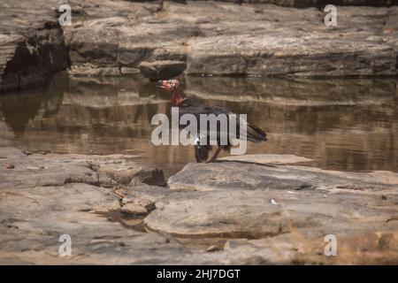 Red-headed Vulture, Sarcogyps calvus, Panna Tiger Reserve, Madhya Pradesh, India Stock Photo