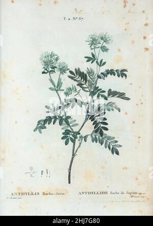 T2 67 Anthyllis barba-jovis par Pierre-Joseph Redouté. Stock Photo