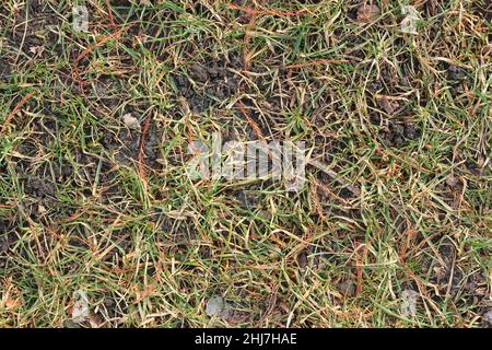 Top view full frame closeup of green grass growing in the wild fields. Stock Photo
