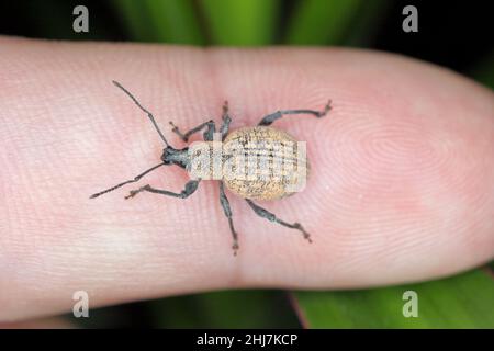 Beetle of Otiorhynchus (sometimes Otiorrhynchus) on the finger.