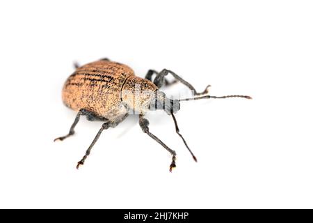 Beetle of Otiorhynchus (sometimes Otiorrhynchus) isolated on white background. Stock Photo