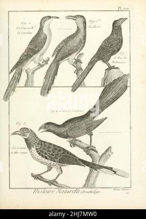 Tableau encyclopédique et méthodique des trois règnes de la nature (Pl. 220) (7850805336). Stock Photo