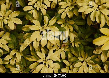 Close up of the yellow variegated leaves of Choisya ternata Sundance. Stock Photo