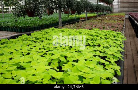 Many sprouts of bright green coleus in the foreground, a little further - colorful coleus in pots. Growing plants in a greenhouse. Stock Photo