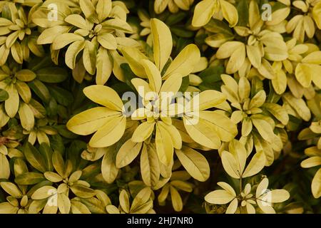 Close up of the yellow variegated leaves of Choisya ternata Sundance. Stock Photo