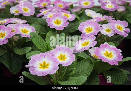 Light pink with a white and yellow middle of a primrose flowers - cowslip in a flower pot Stock Photo