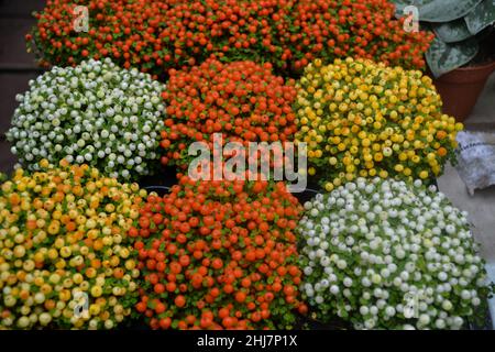 Tiny bushes of the Nerter plant bright orange, yellow and white flowers in pots on the table, in the range of sale in a flower shop. Close up. Bright Stock Photo