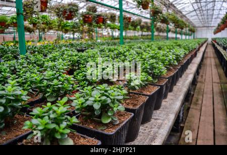 Many small green crassula plants, also known as the money tree, stand in rows in flower pots, against a blurred background of hanging plants. Grown in Stock Photo