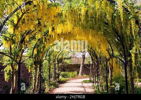 A Laburnum covered Arch Walkway, in the  Queens Garden,  Kew Stock Photo