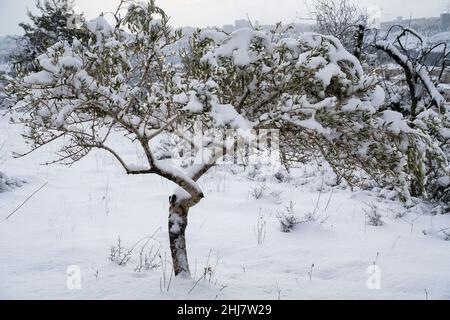 A snow covered olive tree in the Judea mountains near Jerusalem, Israel, at dawn. Stock Photo