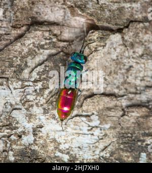 Top View Of A Ruby Tailed Cuckoo Wasp, Chrysis ignita, Sitting On The Bark Of A Tree UK Stock Photo