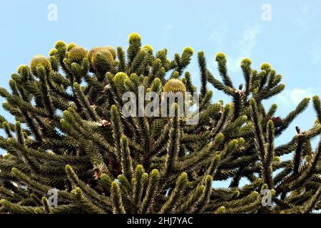 Close-up of a Monkey Puzzle Tree (Araucaria araucana).