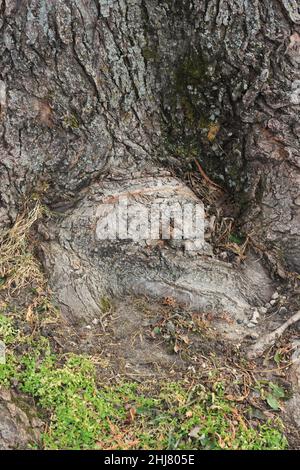 The root of an old oak tree growing in the meadow. Stock Photo