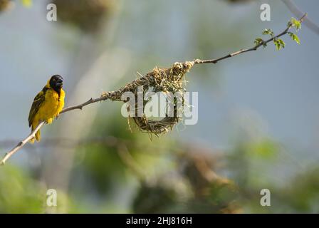 Village Weaver - Ploceus cucullatus, beautiful yellow and black perching bird from African woodlands and gardens, Tsavo East, Kenya. Stock Photo