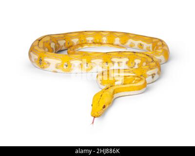 Female juvenile Reticulated python aka Malayopython reticulatus snake, full length isolated on a white background. Tongue out. Stock Photo