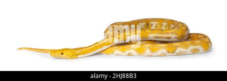 Female juvenile Reticulated python aka Malayopython reticulatus snake ...