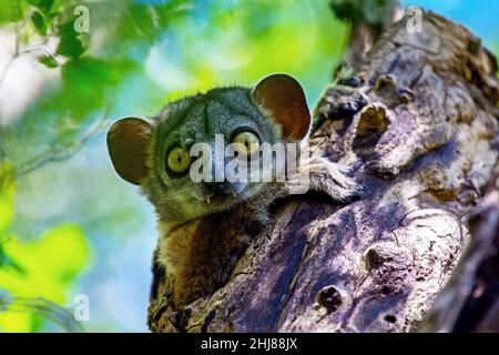 Red-tailed Sportive Lemur (Lepilemur ruficaudatus) in Tsingy Bemaraha, Madagascar. Stock Photo