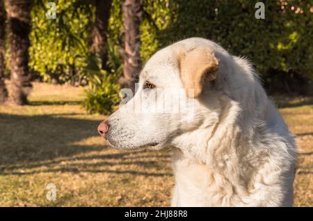 Profile portrait of young white dog on green background. Stock Photo