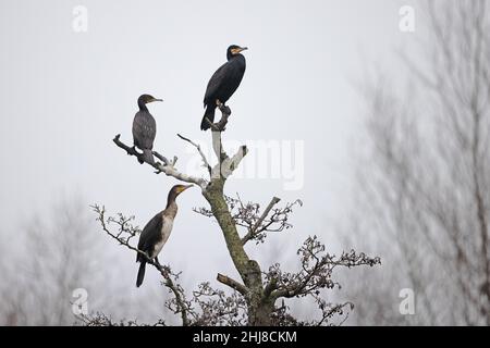 Cormorant (Phalacrocorax carbo) Bowthorpe Norfolk GB UK January 2022 roosting Stock Photo