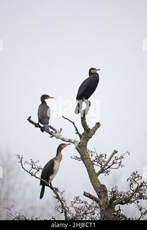 Cormorant (Phalacrocorax carbo) Bowthorpe Norfolk GB UK January 2022 roosting Stock Photo