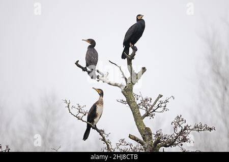 Cormorant (Phalacrocorax carbo) Bowthorpe Norfolk GB UK January 2022 roosting Stock Photo