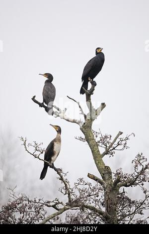 Cormorant (Phalacrocorax carbo) Bowthorpe Norfolk GB UK January 2022 roosting Stock Photo