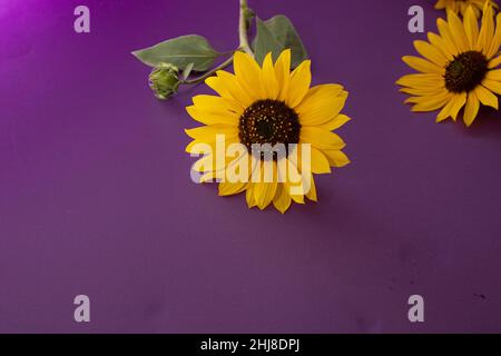 A lovely pattern of yellow sunflowers on a purple background. Creative idea. Stock Photo