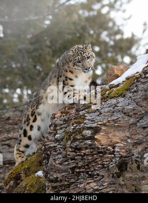 Snow leopard (Panthera uncia) walking on a snow covered rocky cliff in winter Stock Photo