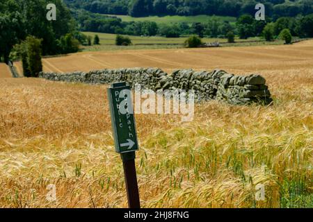 Footpath sign in scenic farm field of ripening golden awned barley (arable farmland cereal crop growing in countryside) - North Yorkshire, England UK. Stock Photo