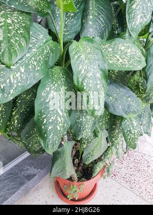 Vertical photo of a dieffenbachia houseplant, a flower pot stands on the floor in a winter garden, the concept of caring for houseplants. Stock Photo