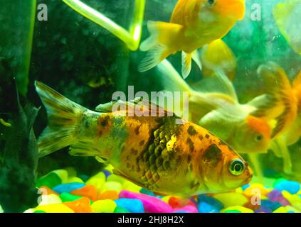 golden fish in fish tank Stock Photo