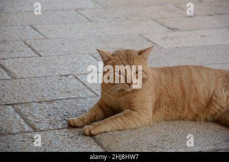 Red strolling cat is lying on the pavement. Cute animals. City fauna. Stock Photo