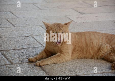 Red strolling cat is lying on the pavement. Cute animals. City fauna. Stock Photo
