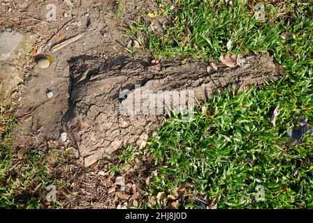 Tree trunk partially buried in the ground Stock Photo