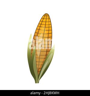 Sweet golden corn isolated on white background. Summer farm design elements. Natural fresh bright tasty bunch of corn. Template vector illustration Stock Vector