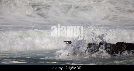 A gull is surprised by a rogue wave breaking over the rock its perched on Stock Photo
