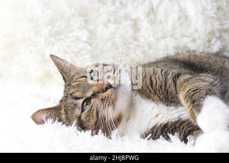 Gray shorthair domestic tabby cat lying on a white fluffy blanket. Selective focus. Stock Photo