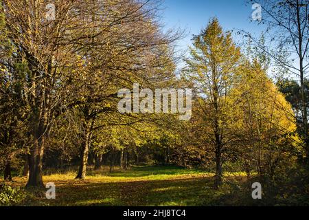 UK, England, Cheshire, Goostrey, University of Manchester, Jodrell Bank Arboretum in autumn Stock Photo