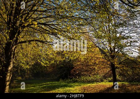 UK, England, Cheshire, Goostrey, University of Manchester, Jodrell Bank Arboretum trees in autumn Stock Photo