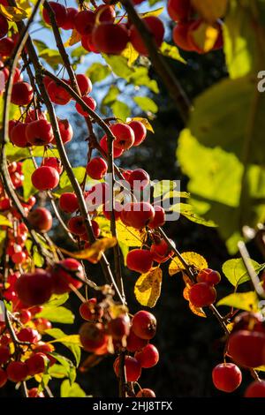 UK, England, Cheshire, Goostrey, University of Manchester, Jodrell Bank Arboretum, fruit on malus trees in autumn Stock Photo