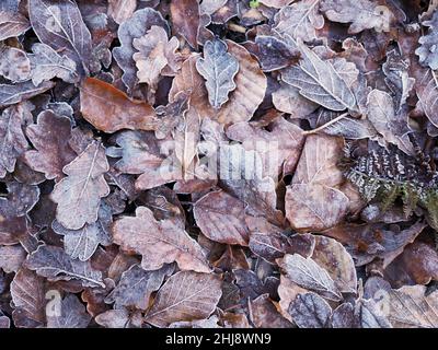 Frosty fallen leaves on a woodland floor Stock Photo