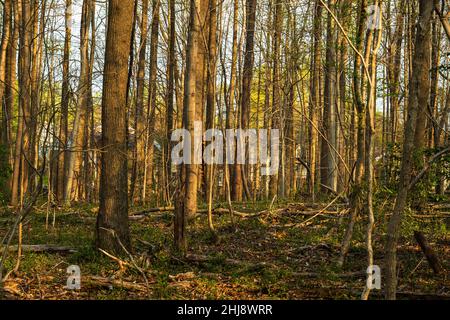 A woodland photo taken in Hidden Oaks park with the trees bathed in morning sunlight. Stock Photo