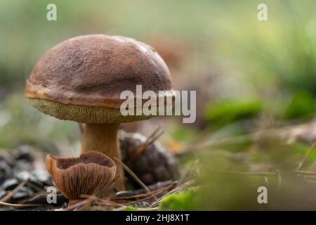 A Suillellus luridus ( formerly Boletus luridus ) commonly known as the lurid bolete close up with grass and pineapple Stock Photo