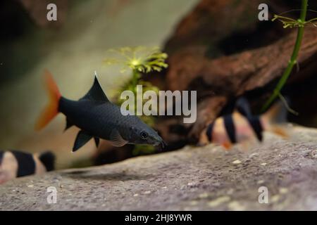 Red tailed black shark Stock Photo