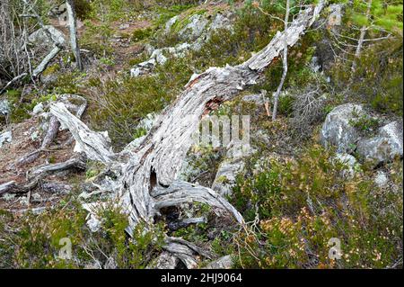 grey dry wood lying in nature reserve Stock Photo