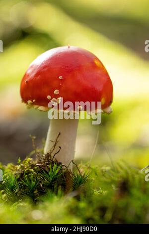 Beautiful  perfect small fresh amanita muscaria with copy text room in fall light in the forest known as the fly agaric or amanita Stock Photo