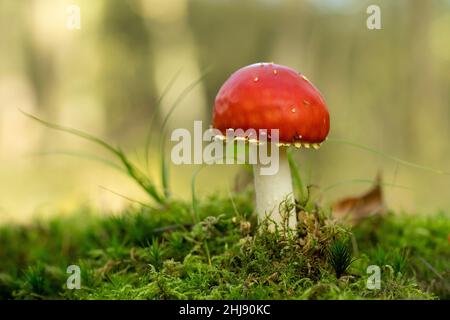 Beautiful  perfect small fresh amanita muscaria with copy text room in fall light in the forest known as the fly agaric or amanita Stock Photo