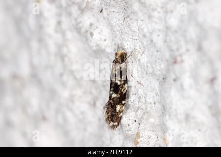 Cork Moth - Nemapogon cloacella is a species of tineoid moth. It belongs to the fungus moth family (Tineidae), Common pests of stored products. Stock Photo