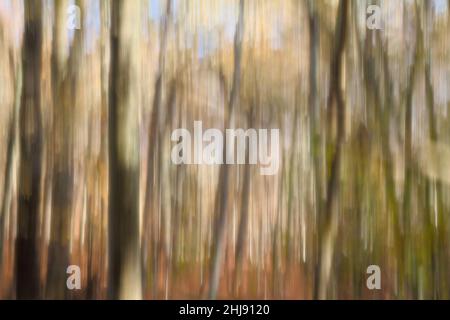 Abstract Of Blurred Trees In The New Forest In Autumn, New Forest UK Stock Photo