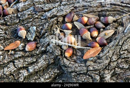 Fallen acorns against Coastal Live Oak bark  'Quercus virginiana',  Texas.. Stock Photo